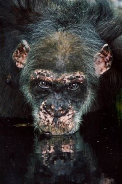 Un viejo chimpancé bebe agua en una charca, en Fongoli, Senegal.
