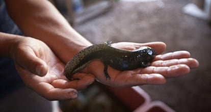 Um exemplar de axolotle em um centro de conservação mexicano.