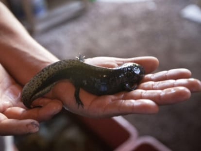 Um exemplar de axolotle em um centro de conservação mexicano.