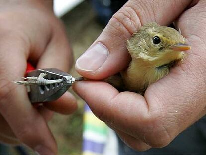 Anillamiento de aves