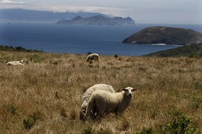 Sheep grazing on Ons, part of the Atlantic Isles National Park.