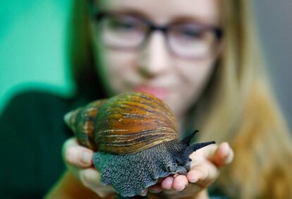 Un caracol terrestre gigante de África occidental antes de ser pesado el ZSL London Zoo en Londres (Reino Unido).