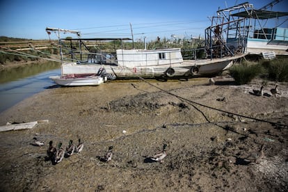 Desde la prohibición de la pesca de la angula y el camarón en el río, muchas embarcaciones han quedado varadas en la orilla en una imagen siniestra de abandono. Sigue habiendo pescadores furtivos. Otros hacen alguna incursión esporádica en el negocio del hachís.