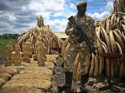 Un ranger del servicio de vida silvestre de Kenya (KWS) hace guardia junto al arsenal ilegal de colmillos de elefante y estatuillas de marfil antes de su destrucción, en el Parque Nacional de Nairobi.