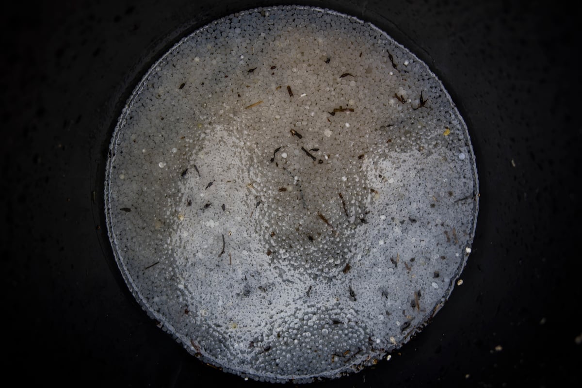 Sea of plastic: Global study finds thousands of microparticles even in the Mariana Trench
