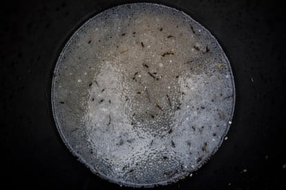 Plasticos fosa de las Marianas