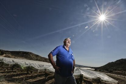 Ismael Pastor, agricultor veterano de la empresa Uvasdoce ante una plantación de uvas de mesa.