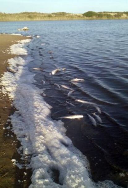 Decenas de peces muertos permanecían en la orilla del lago artificial de la Devesa.