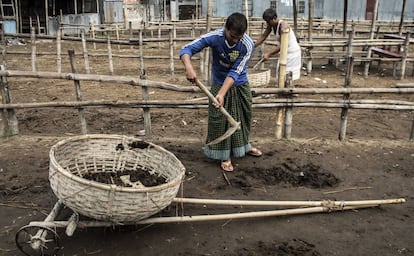 Recolecci&oacute;n de residuos vacunos para hacer abono org&aacute;nico en Bangladesh.