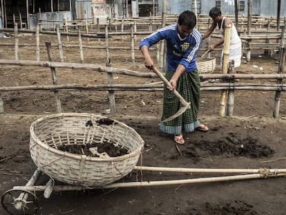 Recolecci&oacute;n de residuos vacunos para hacer abono org&aacute;nico en Bangladesh.