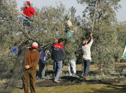 Varios jornaleros varean olivos en Martín de la Jara (Sevilla)