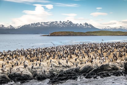 Pingüinos en el canal de Beagle.