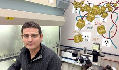 Josep Domingo-Domenech en su laboratorio del Mount Sinai de Nueva York.