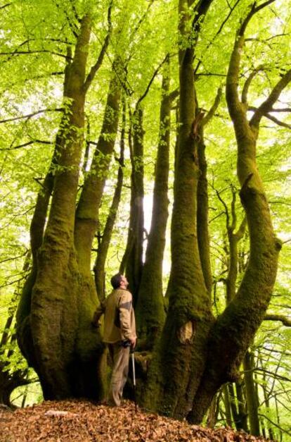 Bosque del parque natural Señorío de Bertiz, en Navarra.