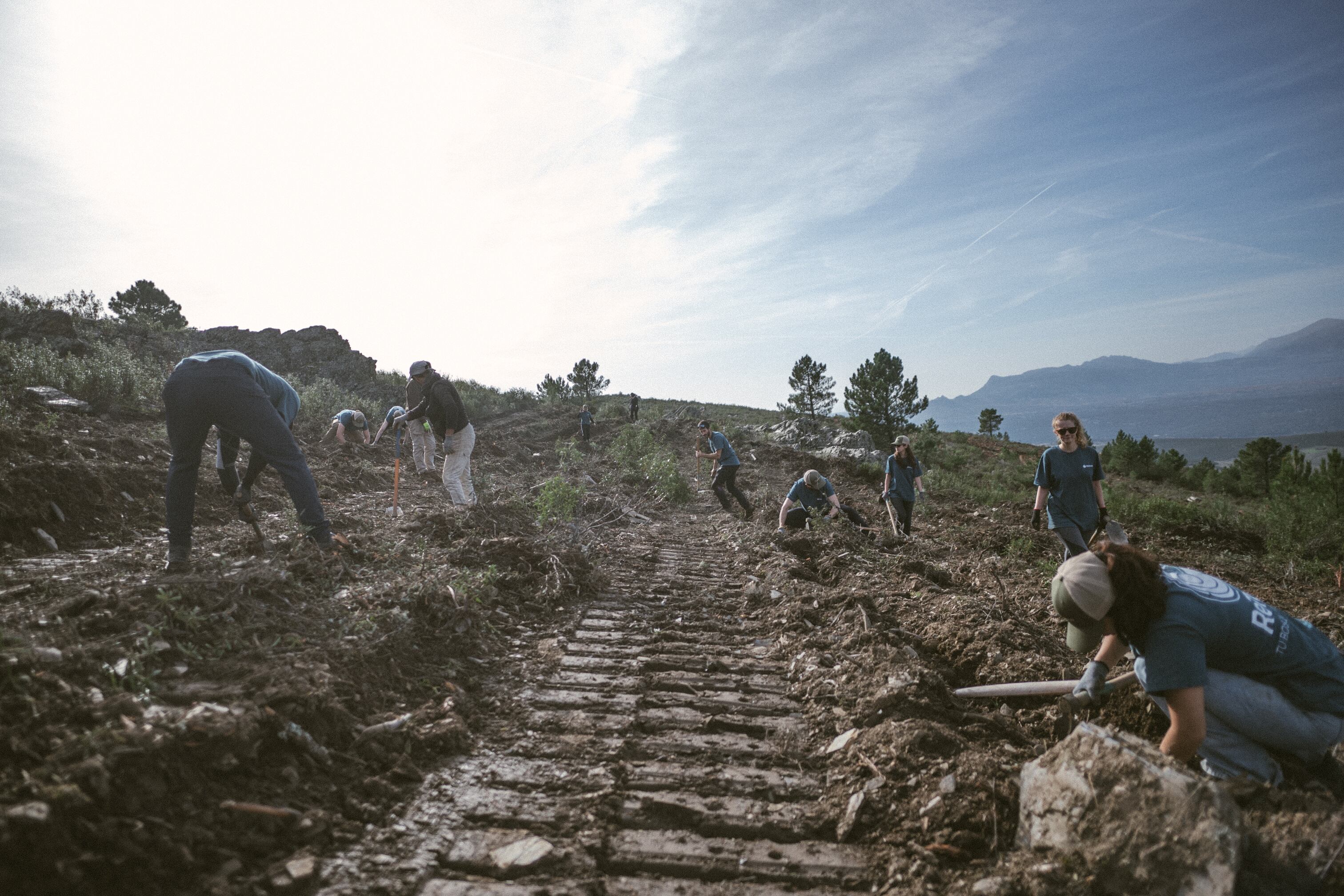 Jornada de plantación en Robledillo de la Jara, en la madrileña sierra del Rincón.