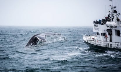 Avistamiento de ballenas en aguas de Islandia.