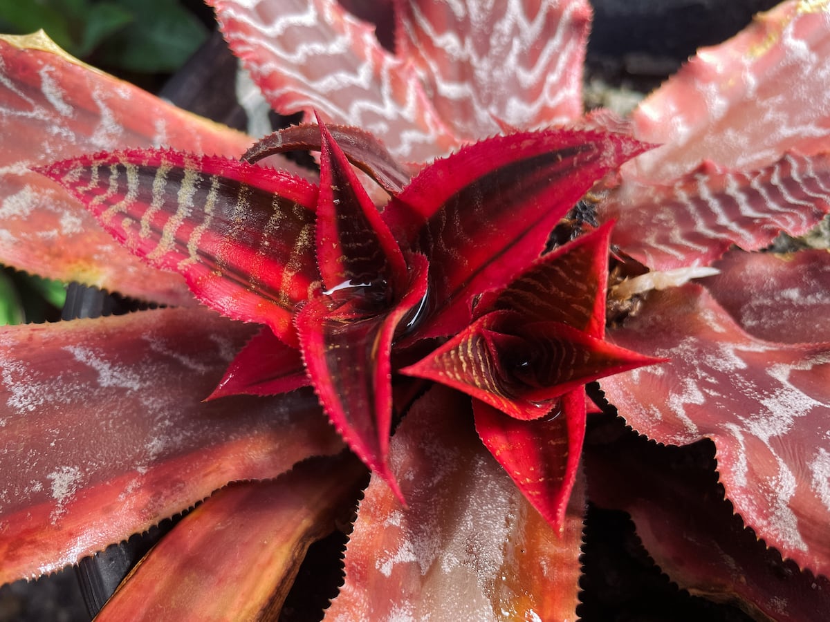 Cómo cultivar y cuidar una estrella de tierra en casa