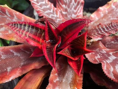 Roseta central de los criptantos