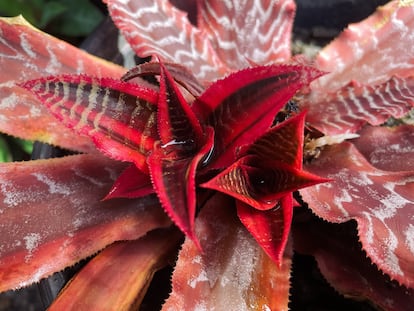 Roseta central de los criptantos