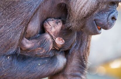 Mbeli, un gorila occidental de las tierras bajas, cuida de su hijo recién nacido, en el zoológico Taronga de Sídney (Australia).