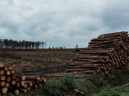 La UE acuerda un mecanismo que restringe importaciones para frenar la deforestación