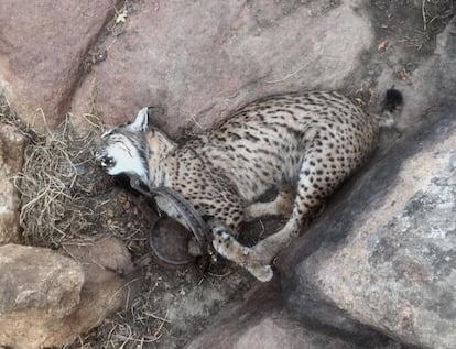 Uno de los linces muertos por captura con un cepo ilegal.