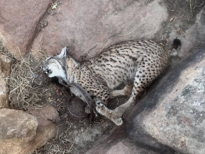 Uno de los linces muertos por captura con un cepo ilegal.