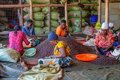 Mujeres clasifican granos de café en las instalaciones de procesamiento del cultivo, Kalaa Mugosi, ubicado al este de Uganda el 14 de junio de 2024.