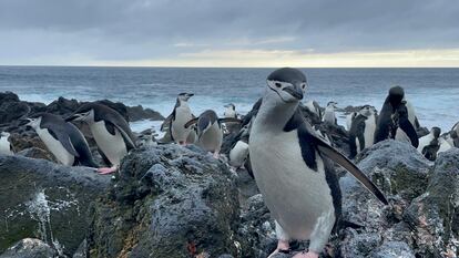 Colonia de pingüino barbijos ('Pygoscelis antarcticus'), en isla Decepción, en un archipiélago situado al sur del continente americano en la Antártida.