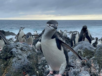 Pingüinos