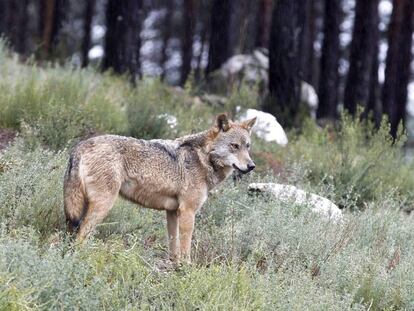 Un ejemplar del Centro Temático del Lobo Ibérico, en Robledo (Zamora). 