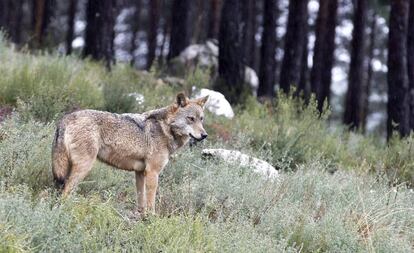 Un ejemplar del Centro Temático del Lobo Ibérico, en Robledo (Zamora). 