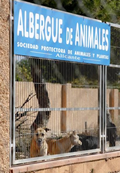 La protectora de Alicante.