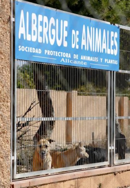 La protectora de Alicante.