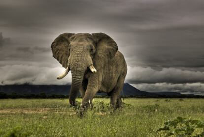 Elefante en el parque nacional de Marakele (Sudáfrica)