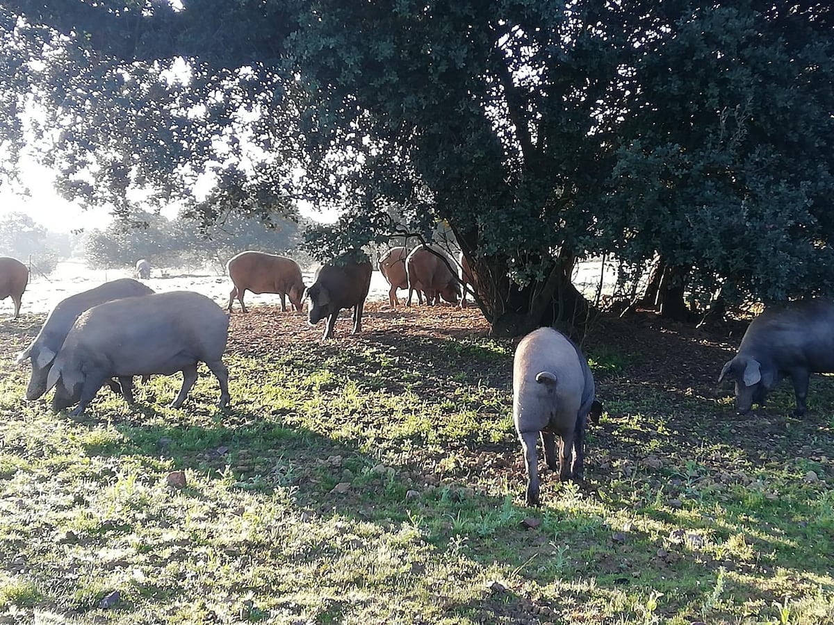 Ministerio advierte a Guijuelo sobre uso del sello ibérico