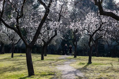 Almendros en la Quinta de los Molinos el pasado 10 de febrero.