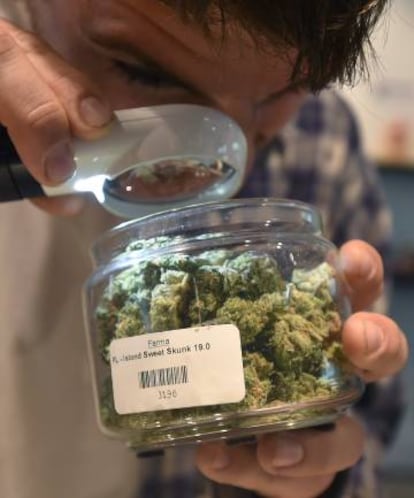 Un hombre inspecciona marihuana en un dispensario de este producto en Portland, Oreg&oacute;n. 