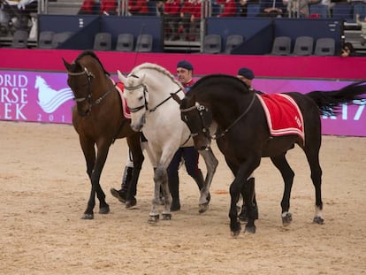 Ejercicio de doma en la edición pasada de la Horse Week