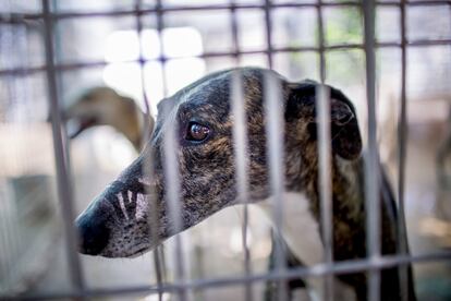 Un galgo con la mirada perdida, quizás pensando en un nuevo dueño.