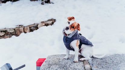 Diseños acolchados y con doble capa de forro cálido para proteger a los perros de las temperaturas frías.GETTY IMAGES.