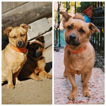 'Patuco' y 'Pedro', cuando eran inseparables (izquierda) y cuando se quedó sin su sombra.