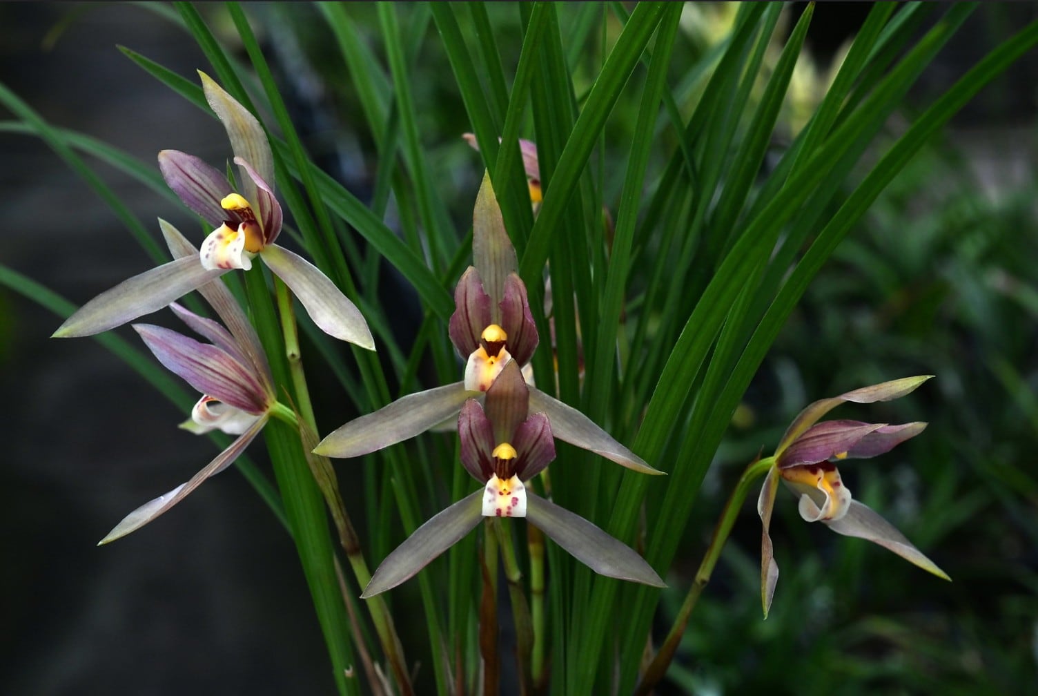 La especie de cimbidio chino 'Cymbidium goeringii' muestra la gracilidad de sus flores.