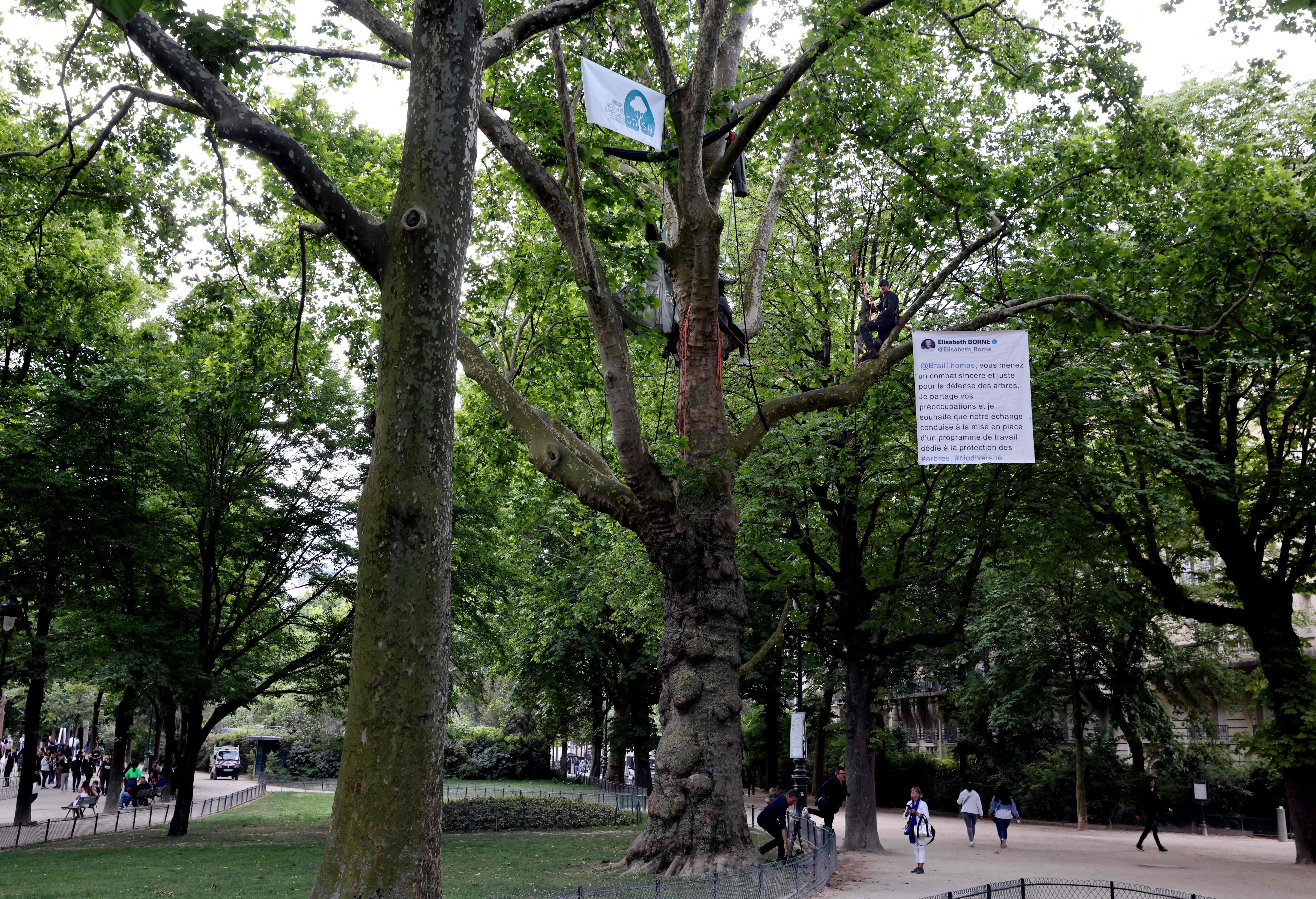 Brail denuncia el proyecto de las autoridades parisinas que prevé la tala de 42 árboles, algunos de ellos centenarios, para la construcción de merenderos, tiendas y almacenes de equipaje alrededor de la Torre Eiffel.