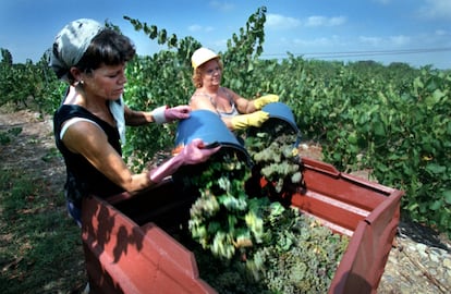 Unas mujeres trabajan en la vendimia en Raimat (Lleida), en agosto de 1999.