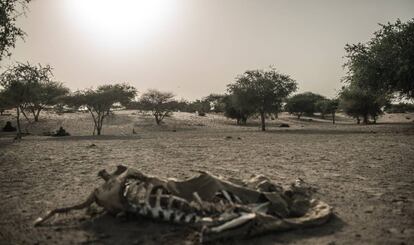 Camello muerto en la comunidad de Manara,