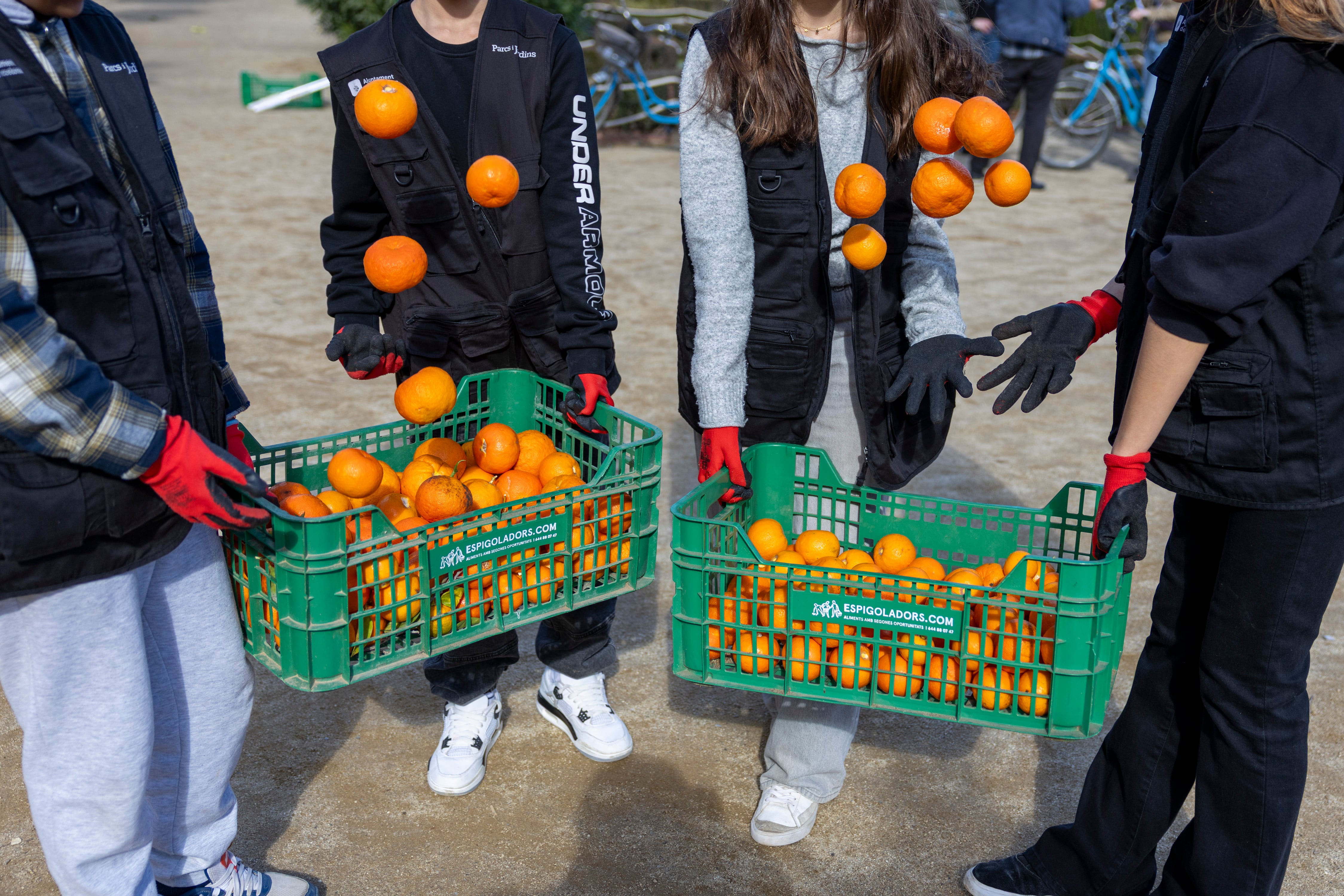 Barcelona raccolgono arance amare per marmellata