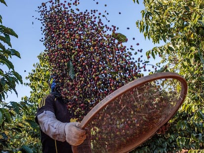 Agricultor durante a colheita de café em Guaxupé.