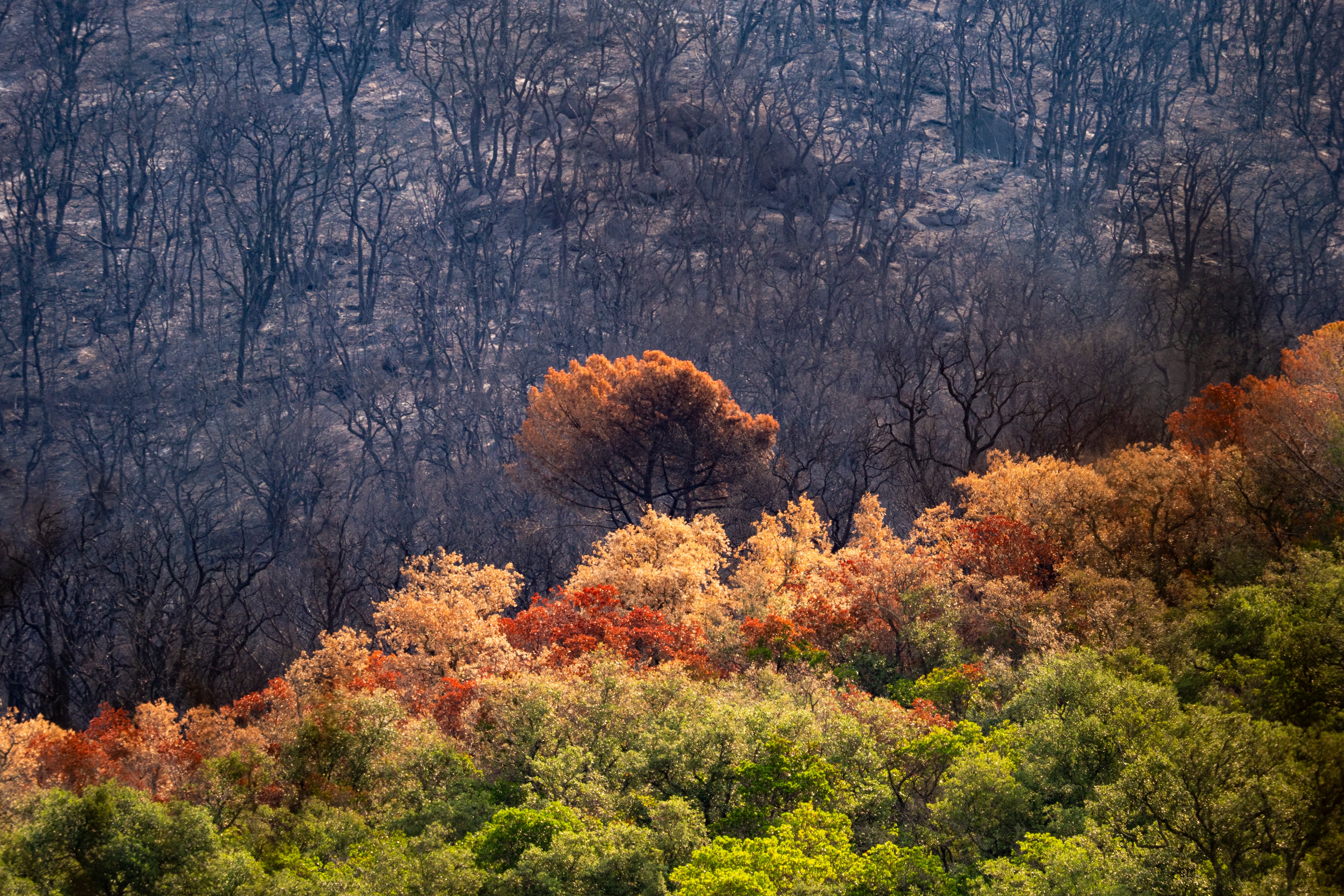 El bosque de Les Gavarres se prepara para renacer un mes después del incendio