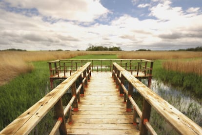 Las Tablas de Daimiel, en Ciudad Real, formadas por los desbordamientos de los ríos Guadiana y Cigüela, último representante de un ecosistema característico de La Mancha denominado tablas fluviales, recibía unos 90.000 visitantes al año mientras se asaba a fuego lento y la Unesco amenazaba con retirarle la figura de reserva de la biosfera. En 2010, cuando unas lluvias muy abundantes sofocaron los incendios y las condiciones hídricas se recuperaron, la cifra de visitantes subió a 400.000. Lo que demuestra que un humedal es un excelente reclamo turístico. Este parque nacional bulle de vida: aves residentes, invernantes y nidificantes; jabalíes, zorros, conejos, liebres; reptiles y anfibios.